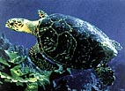 images/turt1.jpg