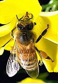 images/bee.jpg