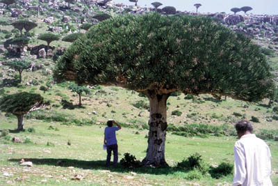 images/socotra3.jpg