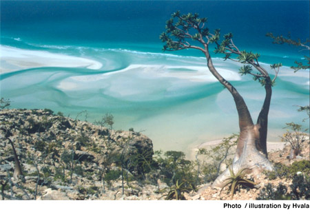 images/repprt_socotra.jpg
