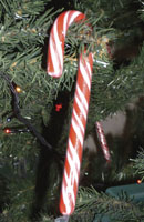 The ubiquitous Christmas candy cane  often given out to children (and any others) or hung on Christmas trees as colorful decorations.