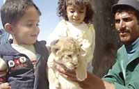 Lion cubs attract the attention of many children. However, the zoo authority had to separate the male lions from lionesses because there is no space for more baby lions.