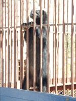 Honey badgers eat wide range of food including birds and wild fruits.