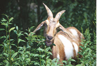 According to the writer, sheeps saliva is used as a catalyst to produce Dog, a drug which is 100 times stronger than qat in stimulation.