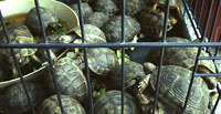 There is no regulation over the sale of tortoises, which are usually sold as food in urban centers. Baby tortoises for sale in Sanaa (Above).