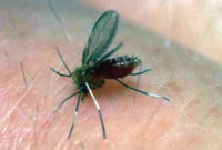The life-cycle of leishmania parasite starts when a parasitized female sandfly takes a blood meal from a human host. As the sandfly feeds, promastigote forms of the leishmania parasite enter the human host via the proboscis.