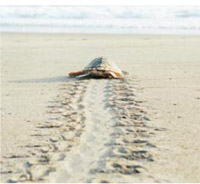 Turtle tracks in the sand heading to the sea.