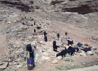 When its time to go home after spending the day together, all of the sheep are gathered to her.