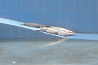 This pool cost millions of rials but do the crocodiles feel comfortable?<br>PHOTO BY: FATIMA AL-AJEL’/><figcaption>This pool cost millions of rials but do the crocodiles feel comfortable?<br>PHOTO BY: FATIMA AL-AJEL</figcaption></figure></div></td></tr><tr><td><div class="wp-block-image"><figure class="alignright"><img src=