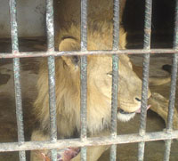 Occasionally, zoo visitors reach to 10,000. This huge number makes the zoo an important tourist spot and a showcase for Yemens animal environment.