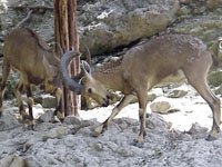 A rocky-desert dwelling species found in rough, dry, mountainous terrain , at elevations up to 22,000 feet .In the summer, the Nubian ibex moves further up the mountain to avoid the heat, returning to lower elevations in the winter