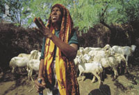 Raising livestock is the main source of income for the rural poor in much of Near East and North Africa where arable land and water are scarce. In these areas many women do not have sufficient access to land, credit, education and health services. This woman in Dyer-Al-Nibba, Yemen, spends long hours growing food, tending livestock, gathering fuelwood, fetching water, preparing food and caring for her children. Dyer-Al-Nibba, Yemen | IFAD, Gerd Ludwig, 2002