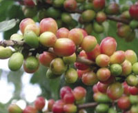 Photo from archived article: photos/1096/culture1_1