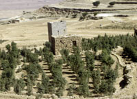 Qaren is famous for the good quality of its qat.