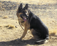 Mine-sniffer German shepherd.