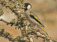 The Golden-winged Grosbeak. Photo by Richard F. Porter