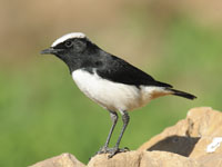 The South Arabian Wheatear. Photo Hanne and Jens Eriksen