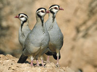 Arabian Partridge. Photo by Hanne and Jens Eriksen