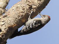 Arabian Woodpecker. Photo by Hanne and Jens Eriksen
