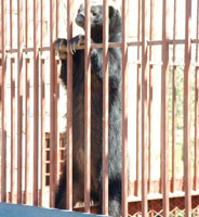 Honey badgers eat wide range of food including birds and wild fruits.