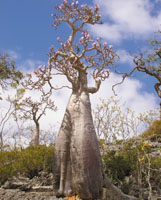 Photo from archived article: photos/1148/lastpage1_2