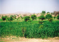 Almost half of the countrys farms are already organic, according to Dr.Adel Qirtass.