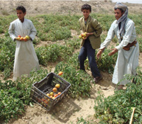 While in the past the farms yield was good enough to sustain a comfortable life for Yemenis in the rural areas, the water shortage and increasing population has forced the rural men to abandon their lands and look for other means for income in the cities. Because they are usually not highly educated they land up working as laborers waiting to be given irregular assignments jobs for daily wages.