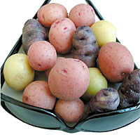 Tiny hi-tech Potato seeds held by an eye glass