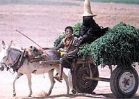 Old transportation has been still used in Hadhramout