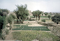 Spacious fertile plains