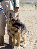 Dogs are mans best friend, and can also be mans best choice in finding dangerous mines