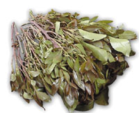 Photo from archived article: photos/721/lastpage1_1