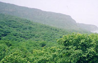 Hawf Forest in Al Mahra Governorate.