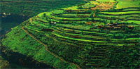 Green terraces
