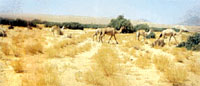 Yemen camel caravans