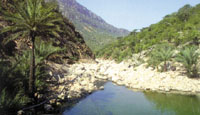 Palm trees growing on the edge of a small lake in Socotra