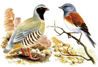 Philbys rock partridge (L.) and Yemen linnet