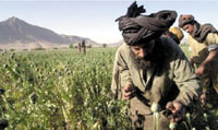 The poppies farm are found in all the provinces of Afghanistan providing income for many people in this war-torn poor country.