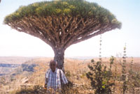 The writer is looking optimistically forward to seeing the future of socotra island