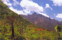 Garden of Socotra - piece from Heaven