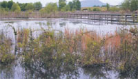 An example of wetlands