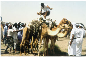A participant jumping over four Camels in the festival.Photo by Fouad Al-Harazi