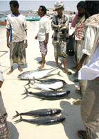 The need to satisfy fluctuating markets makes long-term planning difficult for individual fishermen.