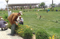Students working hard to clean Sabaeen Park in Sanaa.
