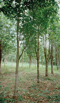 Agar wood trees in Thailand