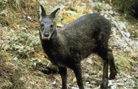 Black furkorean musk Deer