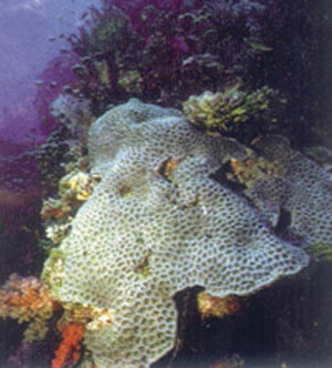 Marine life could be a major tourist attraction