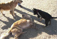 Dogs are shot down or poisoned regularly.